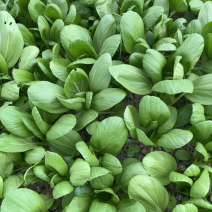 小青菜。量大从优，菜园新鲜采摘