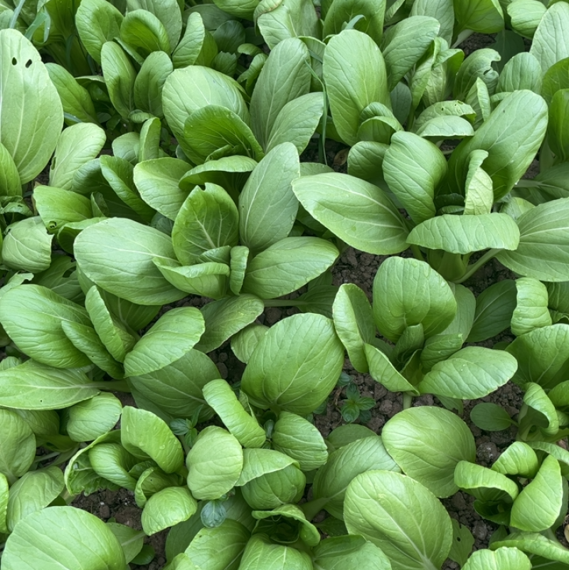 小青菜。量大从优，菜园新鲜采摘
