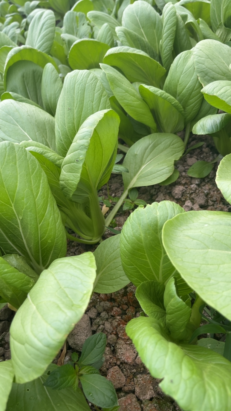 小青菜。量大从优，菜园新鲜采摘