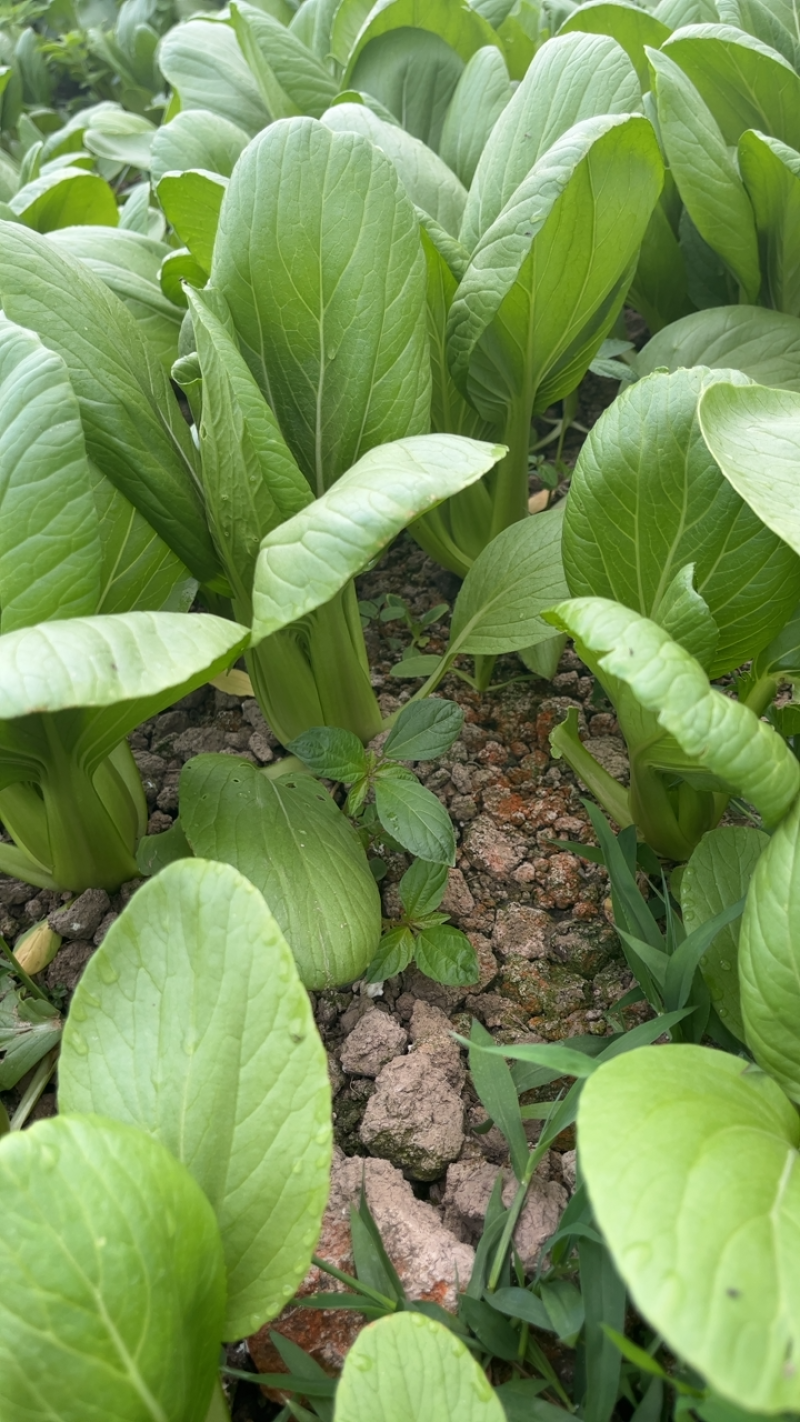 小青菜。量大从优，菜园新鲜采摘