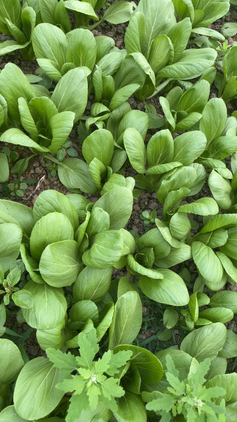 小青菜。量大从优，菜园新鲜采摘