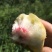 恩施利川柏杨原生态种植奇星雪桃