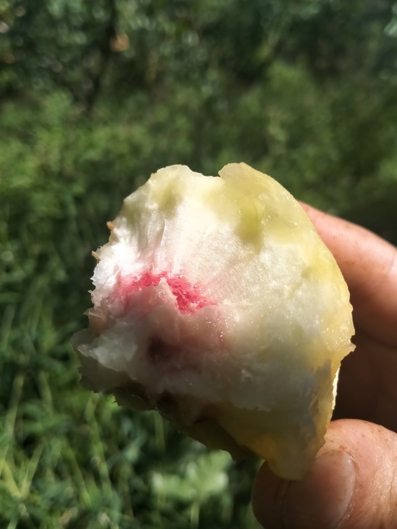 恩施利川柏杨原生态种植奇星雪桃