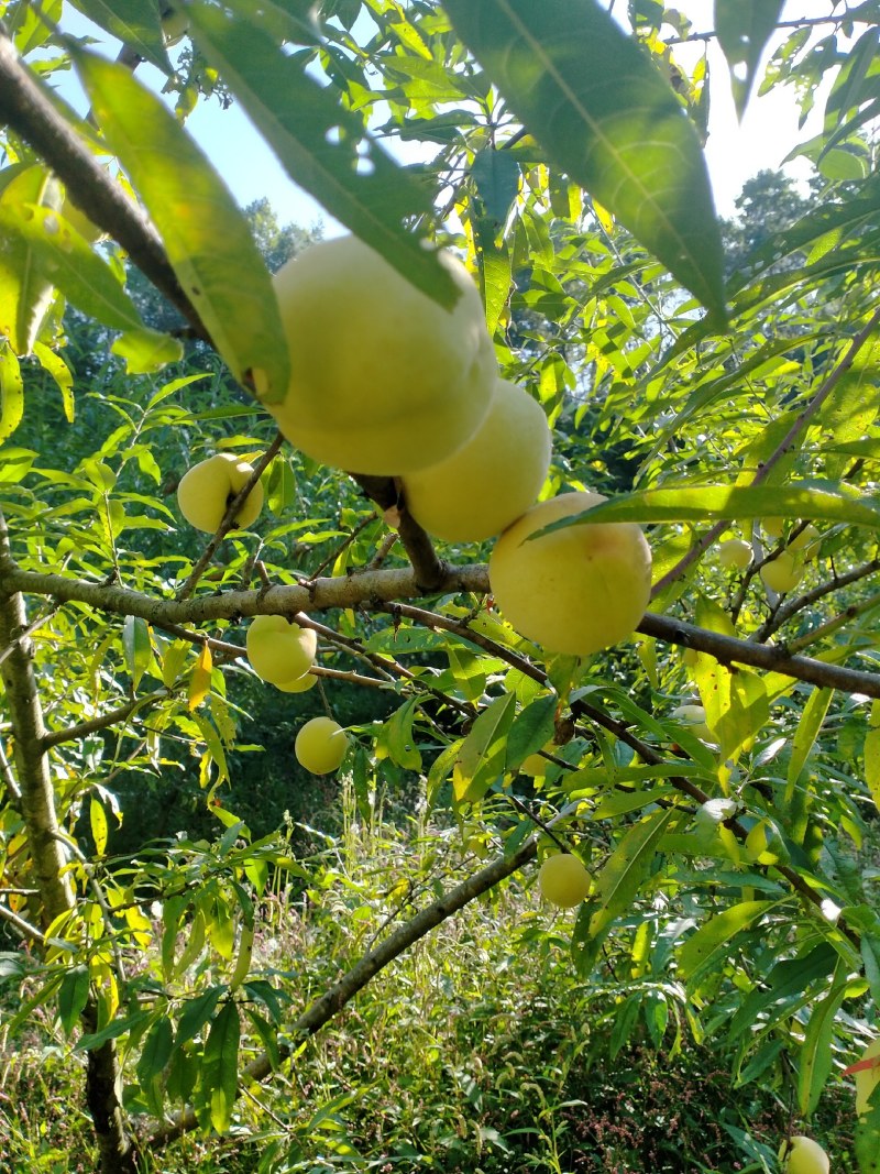 恩施利川柏杨原生态种植奇星雪桃