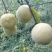 恩施利川柏杨原生态种植奇星雪桃