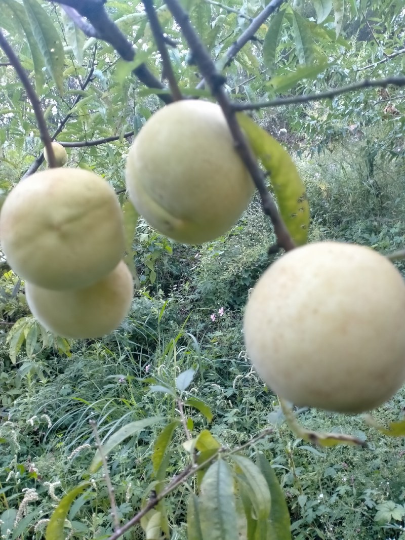 恩施利川柏杨原生态种植奇星雪桃