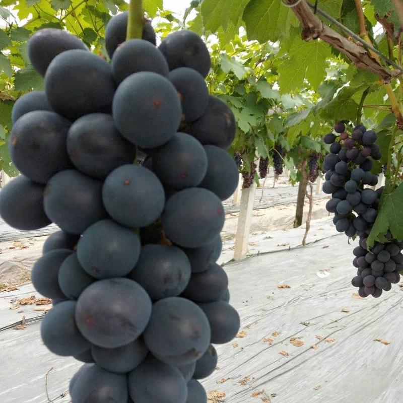 台州三门县夏黑葡萄，大量上市了，有需要的老板欢迎咨询。