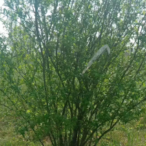 丛生石榴树