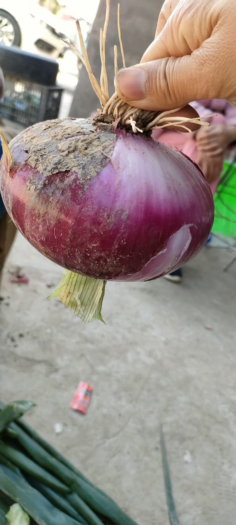 洋葱红皮洋葱产地直发品质保证量大从优欢迎联系