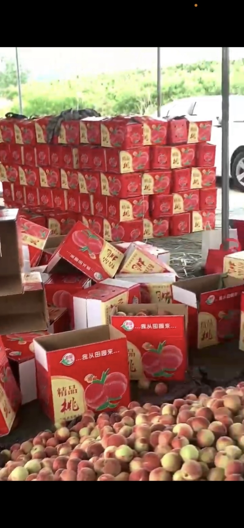 小红桃口感好，品质佳，量大欢迎每位客商