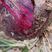 山东滨州红皮洋葱，没有苔葱货源充足，常年供应，代发全国。