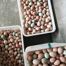 散养土鸡蛋，初生蛋，林下散养，吃虫，吃草，主食玉米