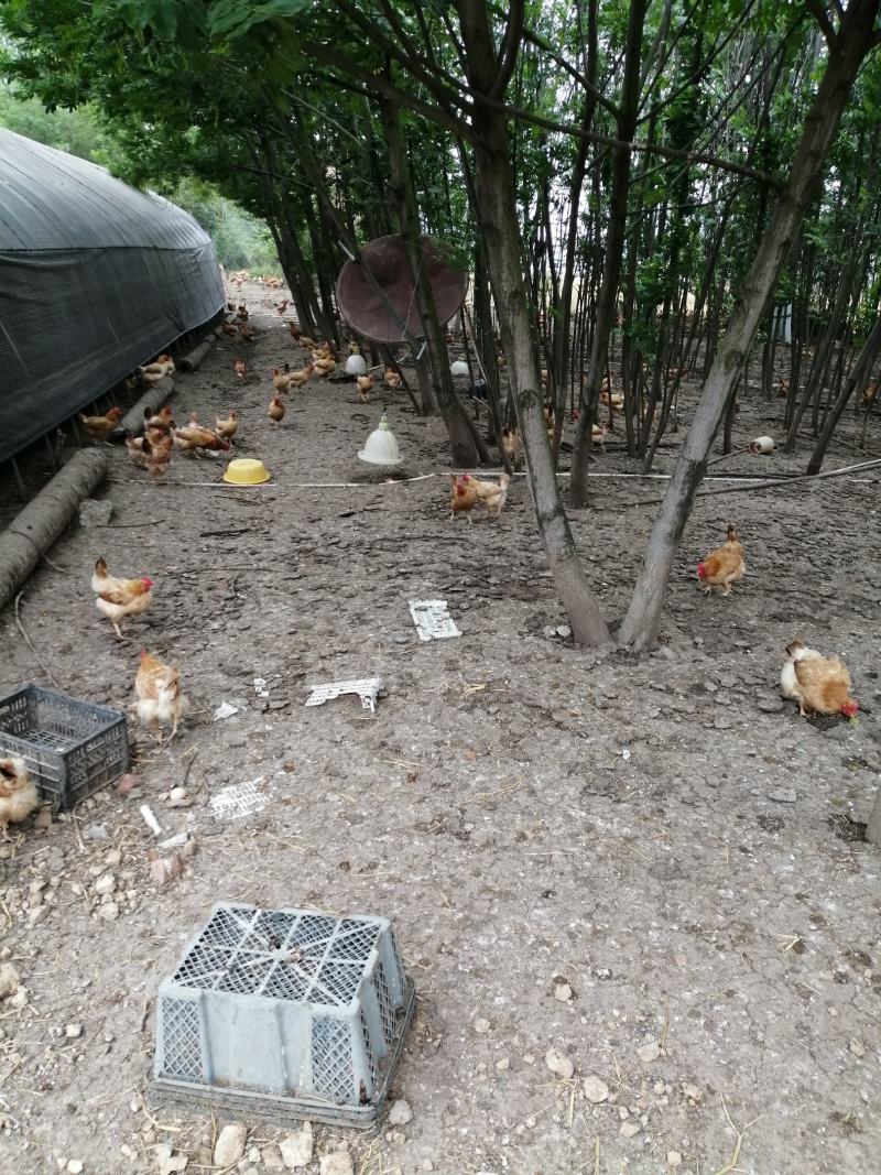散养土鸡蛋，初生蛋，林下散养，吃虫，吃草，主食玉米