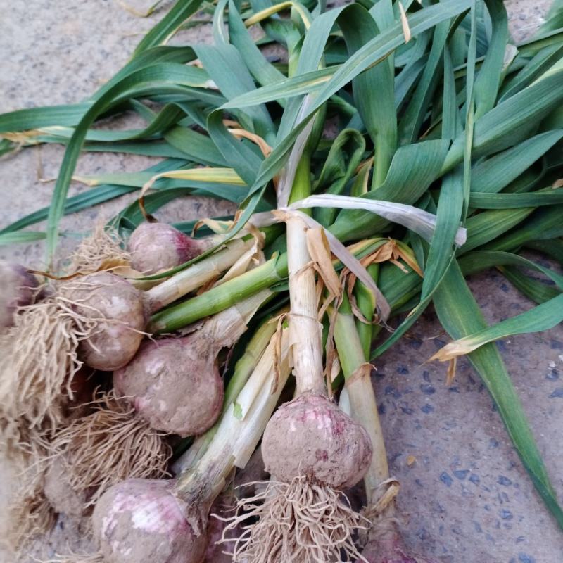 新鲜苗蒜