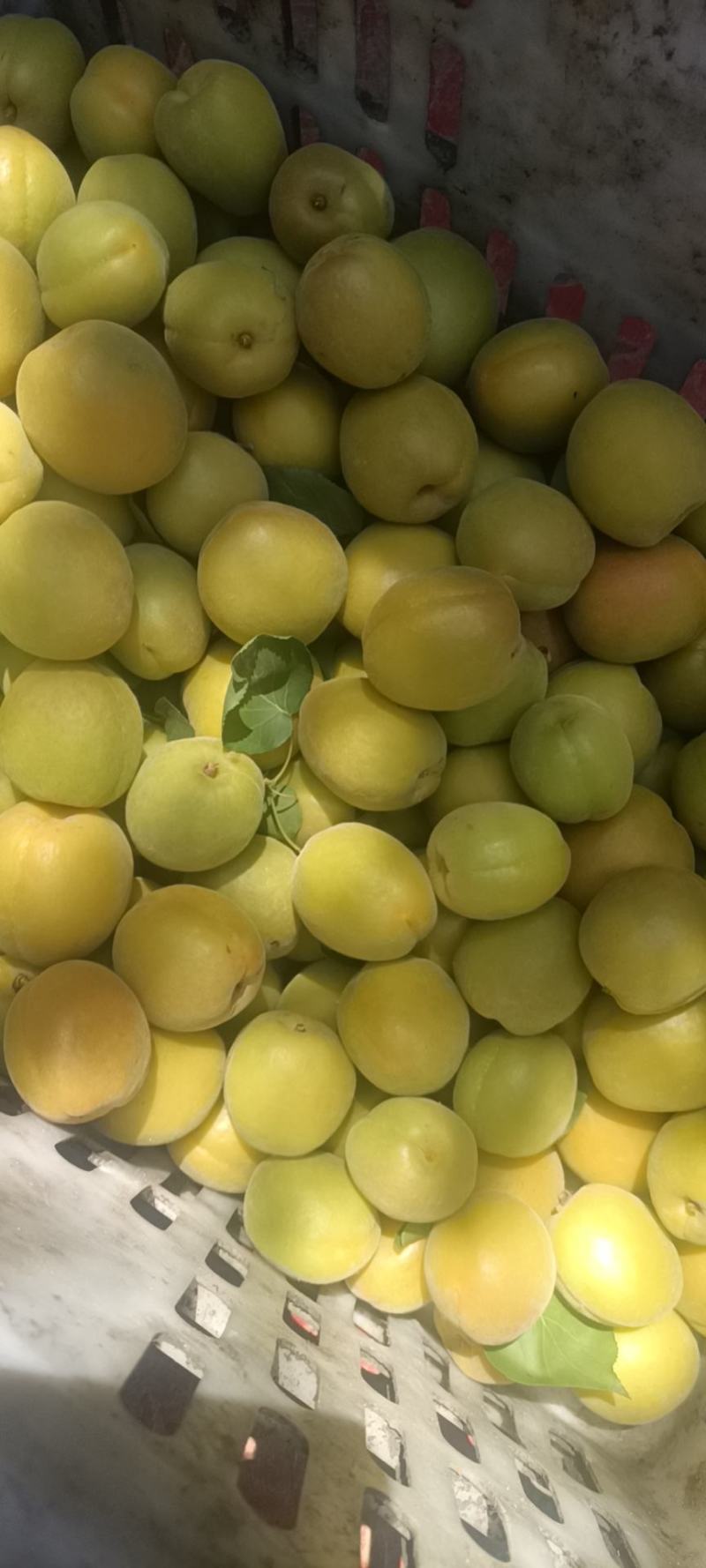 金太阳上市了需要罐头加工的联系