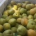 金太阳上市了需要罐头加工的联系