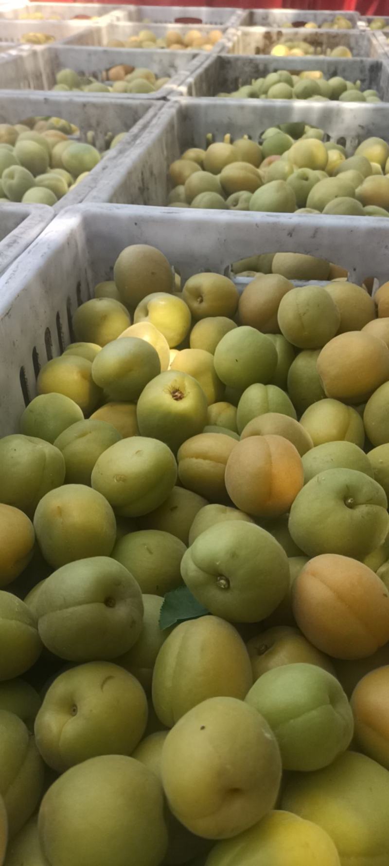 金太阳上市了需要罐头加工的联系