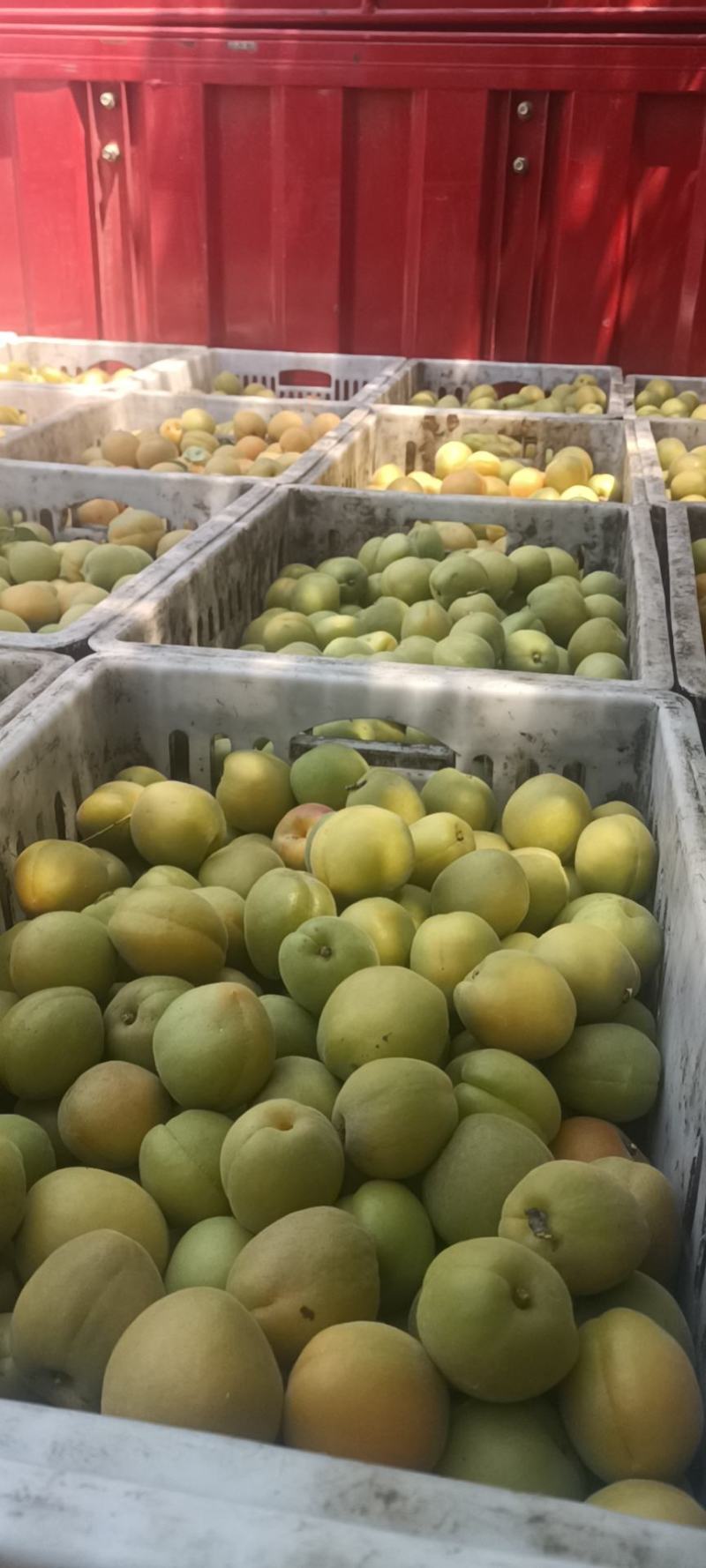 金太阳上市了需要罐头加工的联系