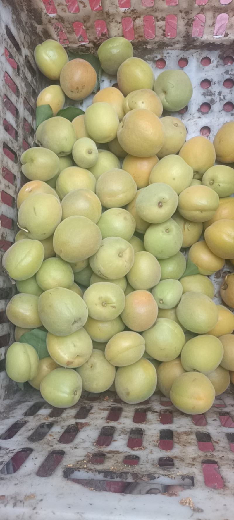 金太阳上市了需要罐头加工的联系