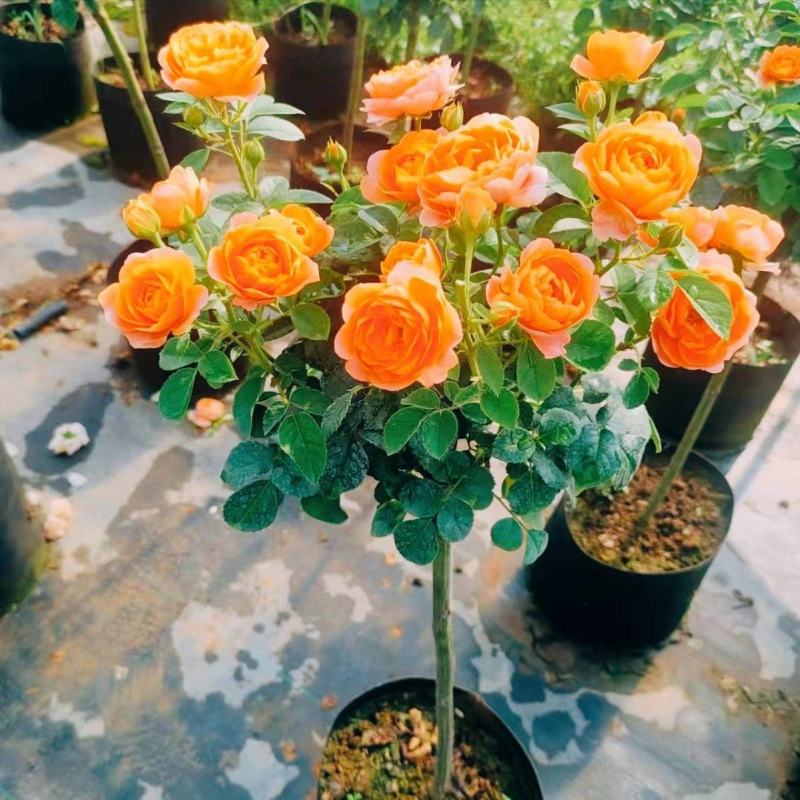 树桩月季，高杆月季开花机器月月开花，老桩量大联系客服。