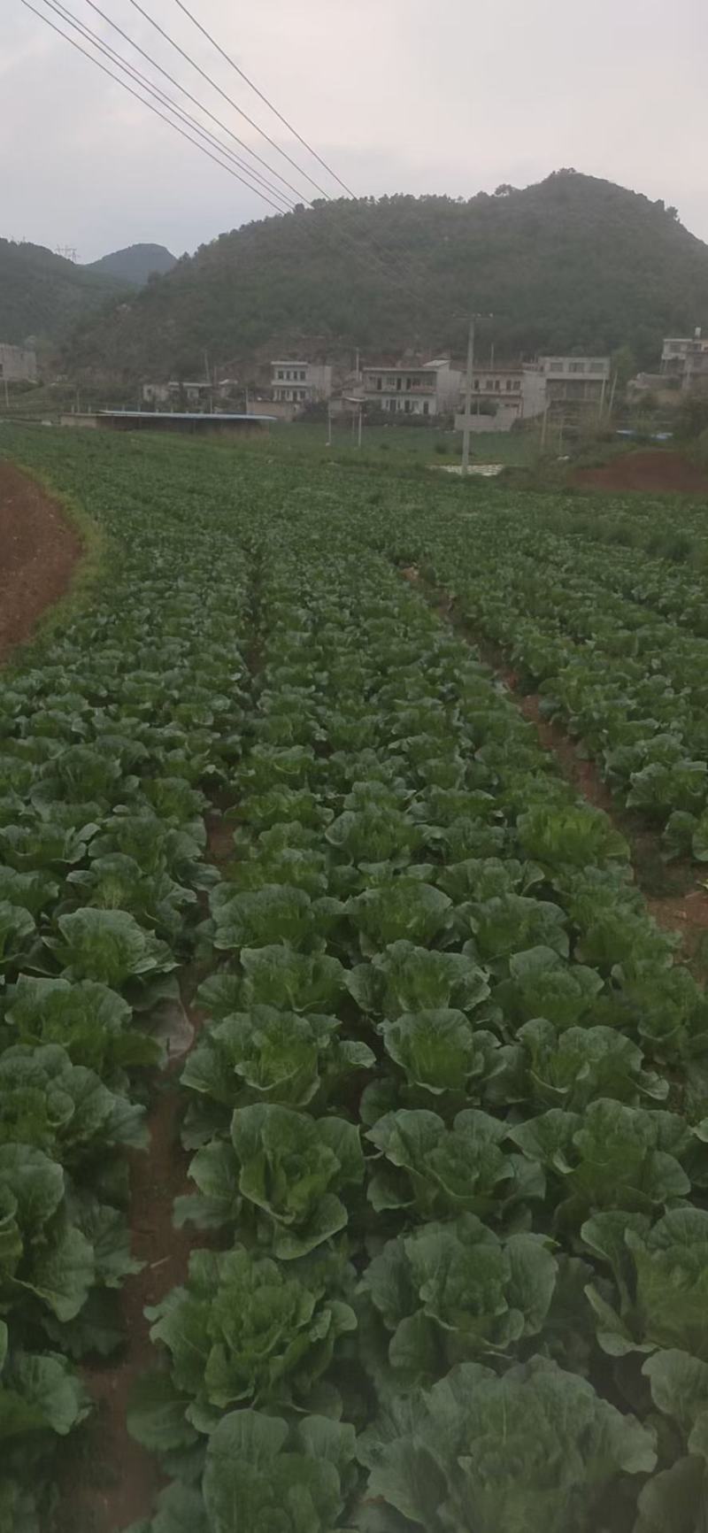 威宁高冷大白菜刚刚上市