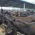屠宰肉驴大量低价出售中支持货到付款免费送货