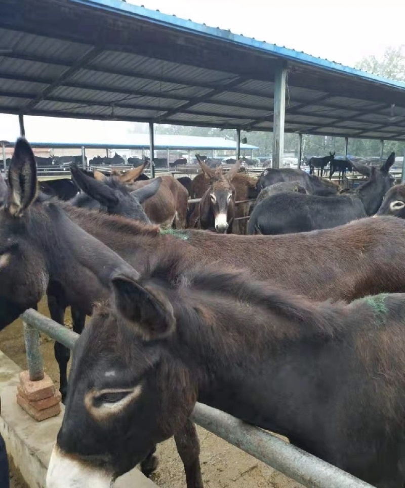 屠宰肉驴大量低价出售中支持货到付款免费送货