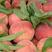 沂蒙大红桃大量供应，颜色好，口感脆甜，一手货原。
