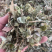 淫羊藿中药材批发仙灵脾洋火叶刚前淫羊藿粉代客磨粉