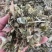 淫羊藿中药材批发仙灵脾洋火叶刚前淫羊藿粉代客磨粉