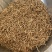 白薇中药材批发龙胆白薇薇草白马薇白薇粉代客磨粉