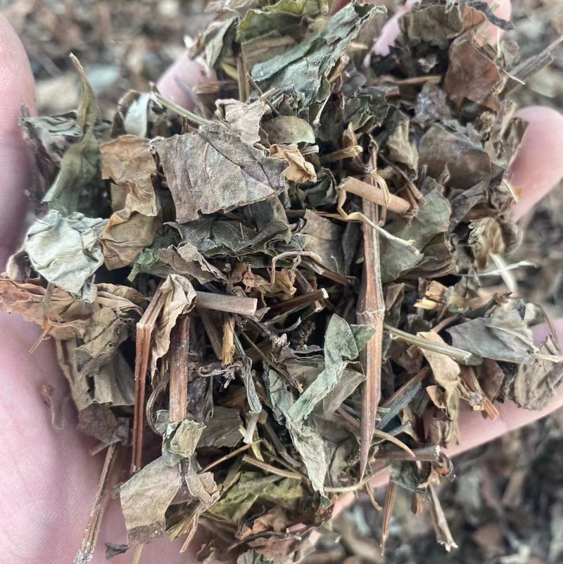 鱼腥草中药材批发折耳根干货当季新货鱼腥草粉代客磨粉