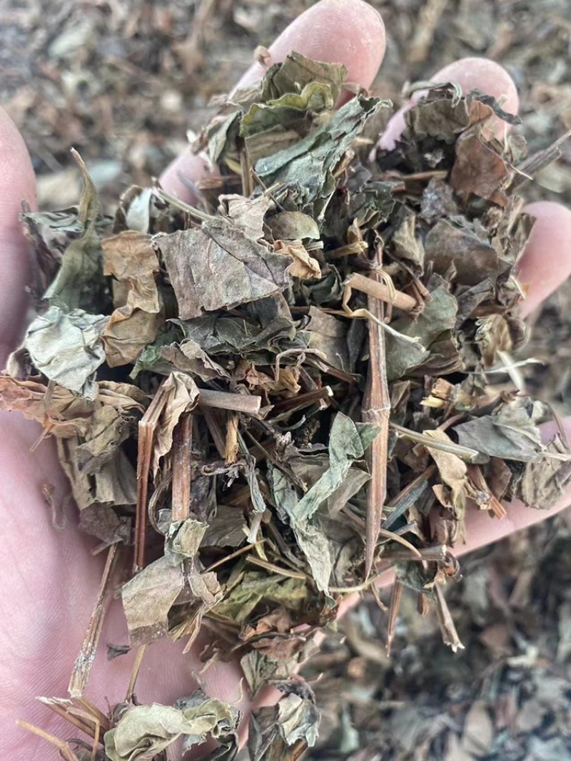 鱼腥草中药材批发折耳根干货当季新货鱼腥草粉代客磨粉