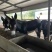 屠宰肉驴大量低价出售中支持货到付款免费送货