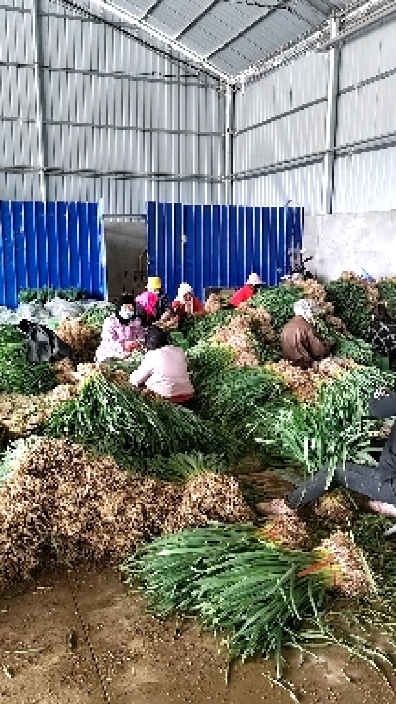临洮红根蒜苗，产地直供，货源充足，诚信代办，支持视频看货