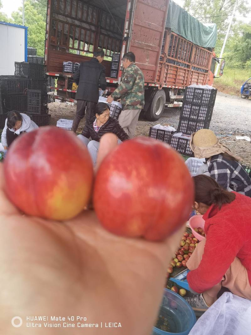 精品油桃，黄肉，个大味甜，产地直销，欢迎选购，一条龙服务