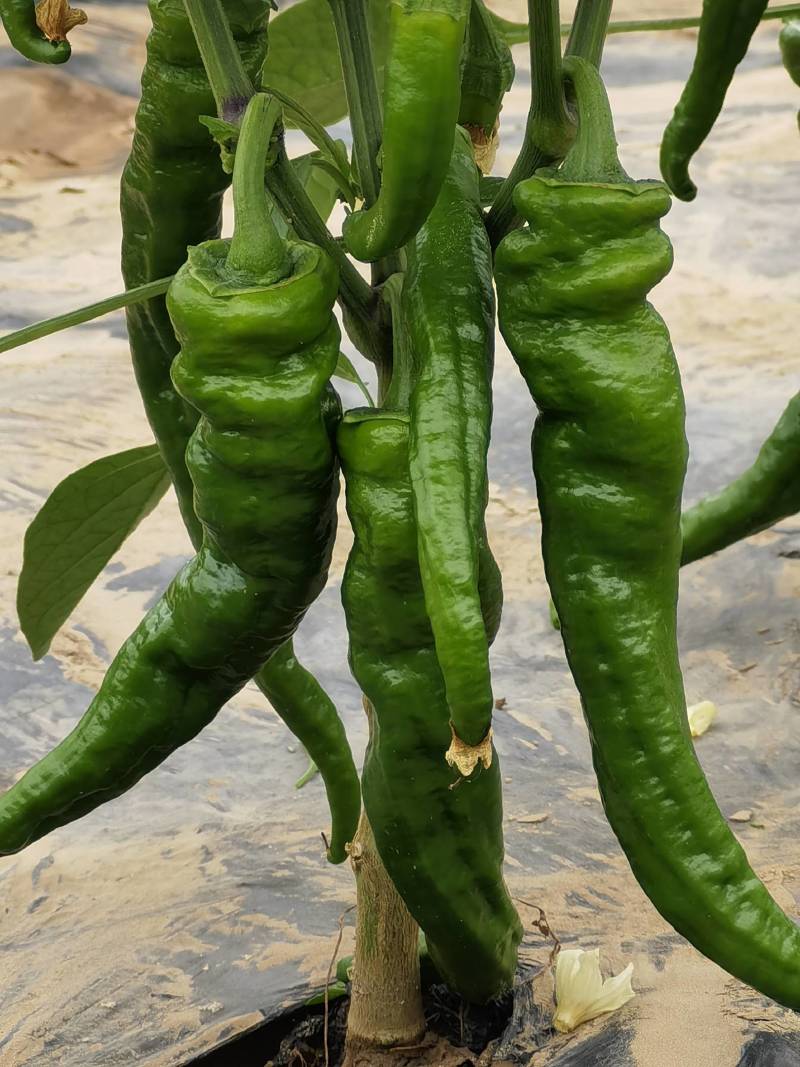 茄子，辣椒，有机菜花等蔬菜！！