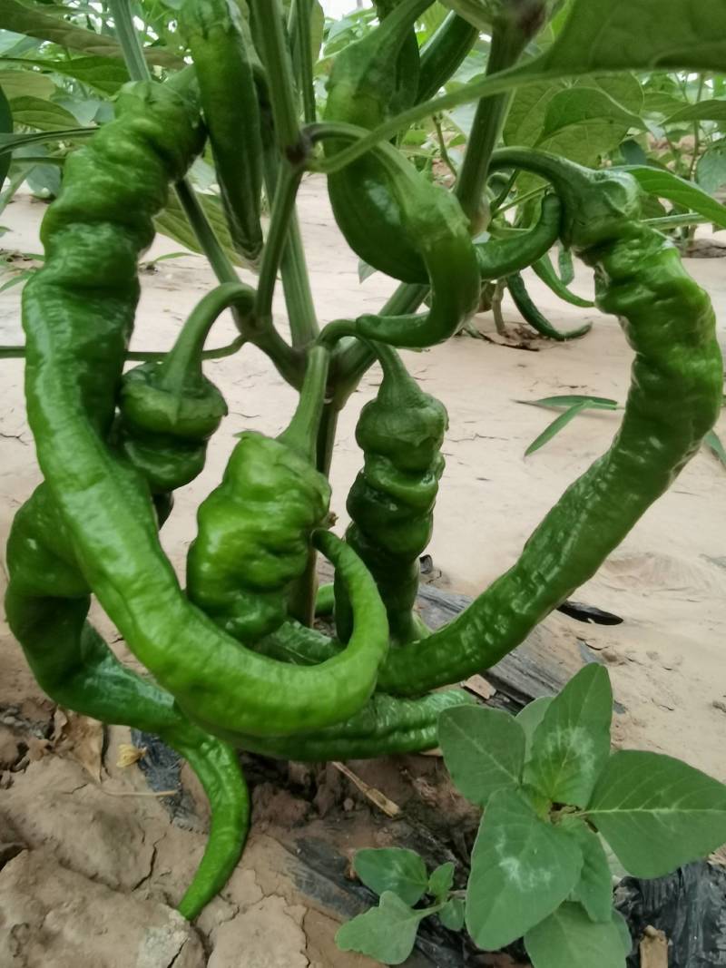 茄子，辣椒，有机菜花等蔬菜！！