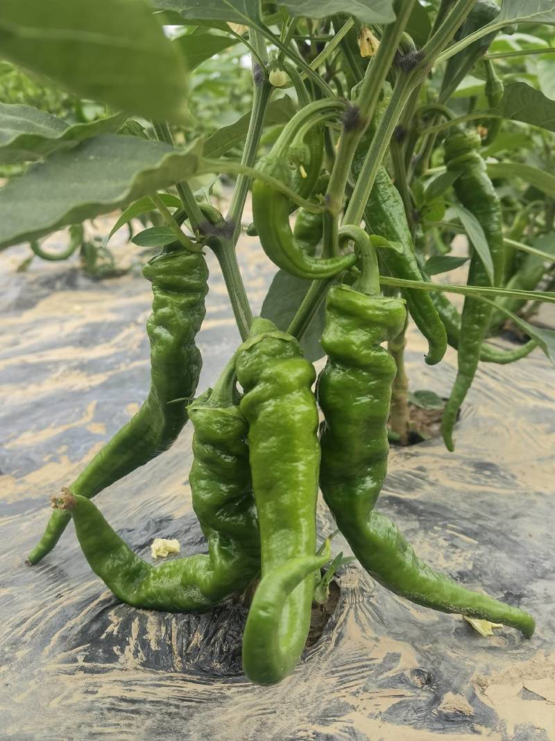 茄子，辣椒，有机菜花等蔬菜！！