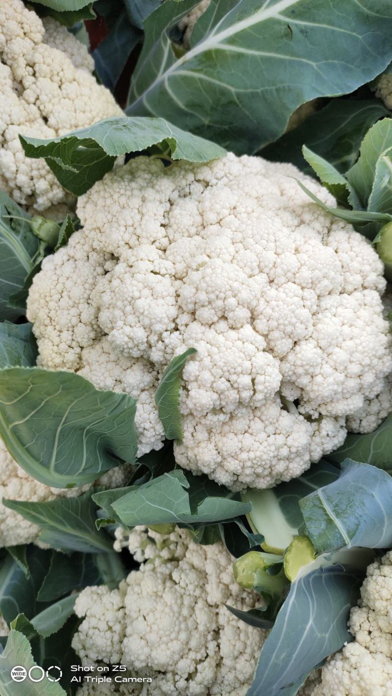 精品有机松花菜大量上市，产地直销，量大欢迎全国各老板