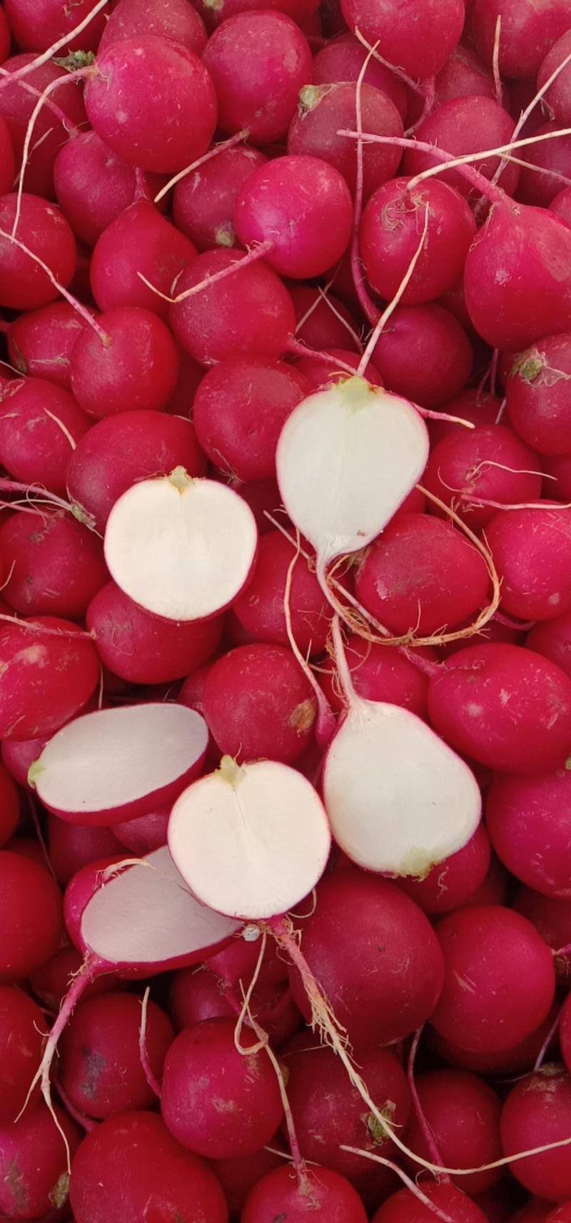 云南樱桃萝卜68斤/件，四季种植，广州江南市场