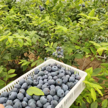 蓝莓大降价！纯甜口感，果粉好，需要蓝莓的老板看过来