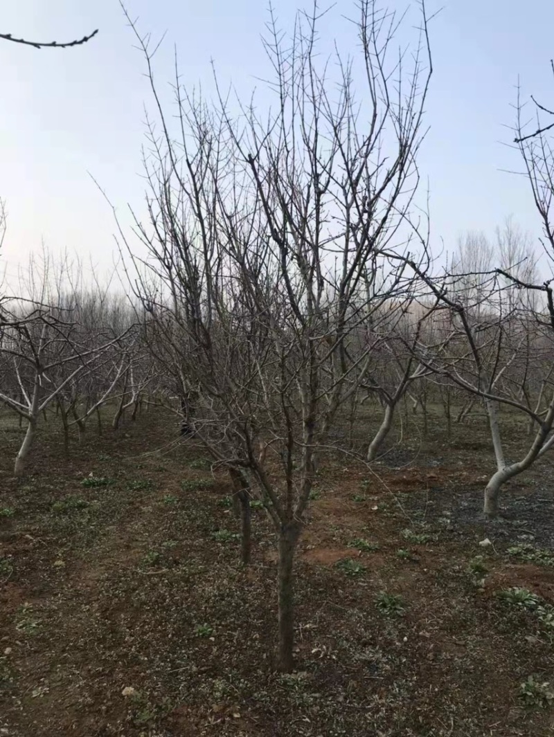 石榴树苗