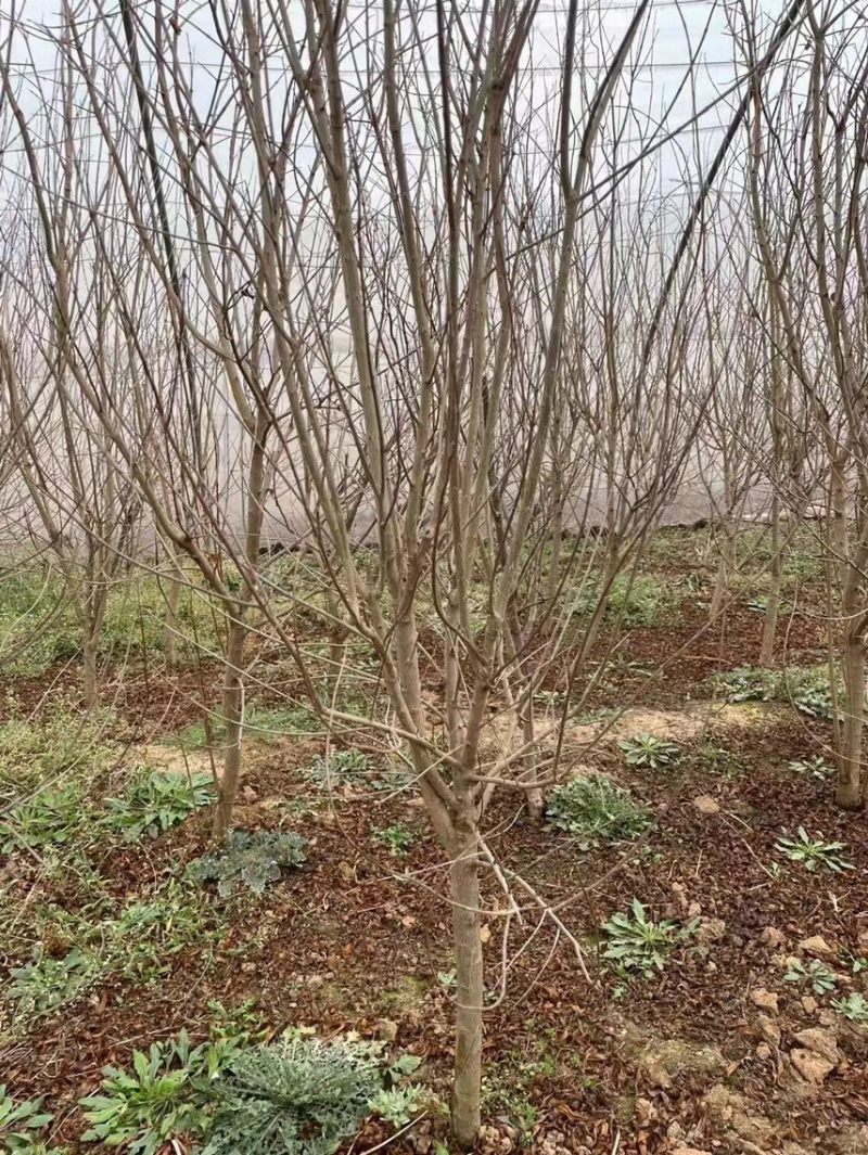 石榴树苗
