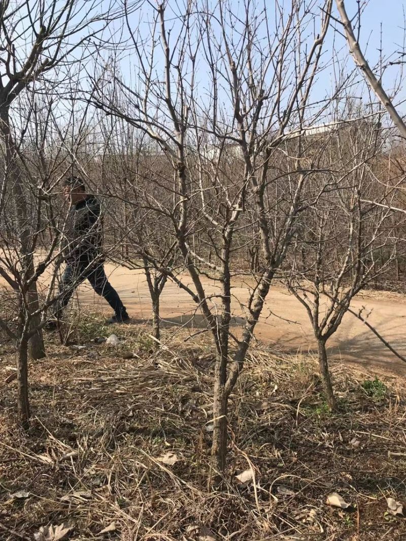 石榴树苗