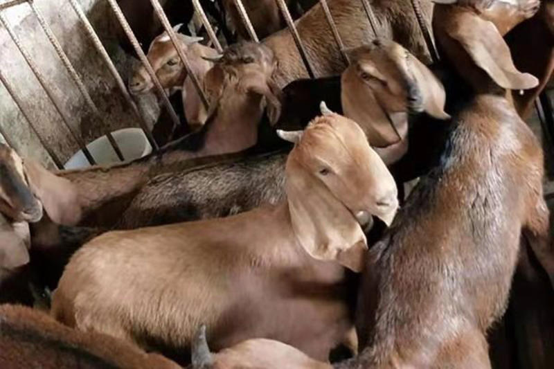 亚洲黄金山羊黄羊养殖种羊羊羔大耳朵山羊养殖场