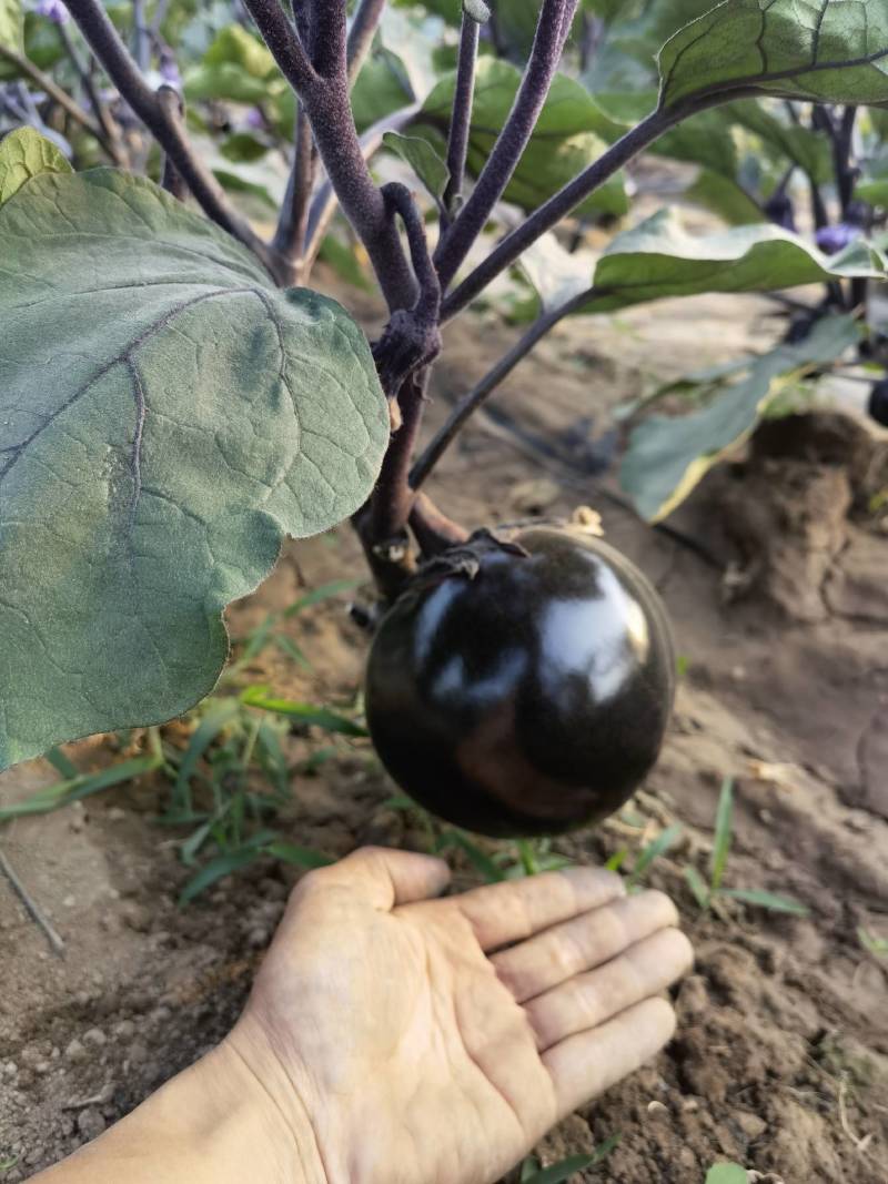 陕西渭南百亩蔬菜基地，批发松花，圆茄，螺丝椒，包菜！