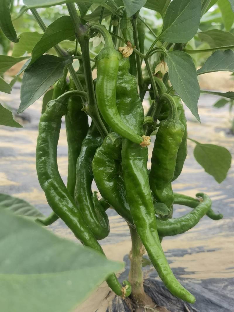 陕西渭南百亩蔬菜基地，批发松花，圆茄，螺丝椒，包菜！