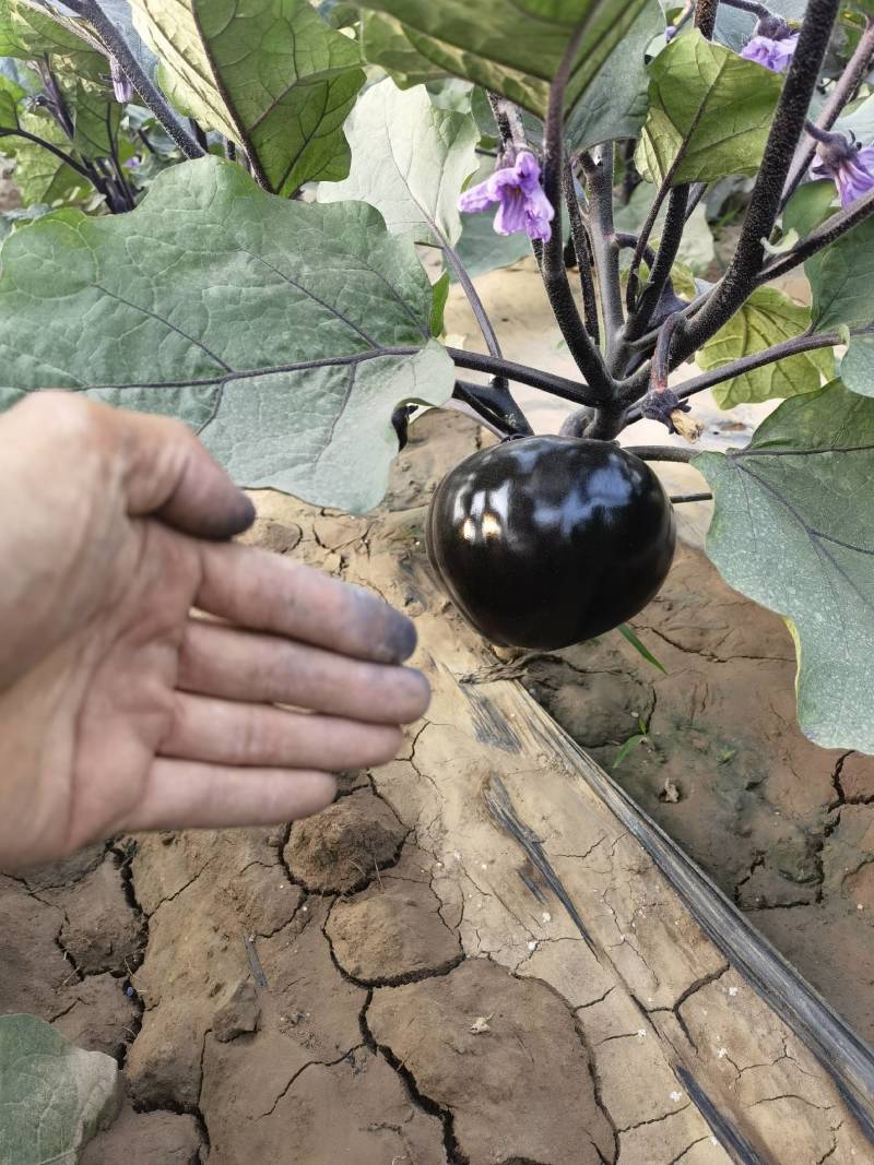 陕西渭南百亩蔬菜基地，批发松花，圆茄，螺丝椒，包菜！