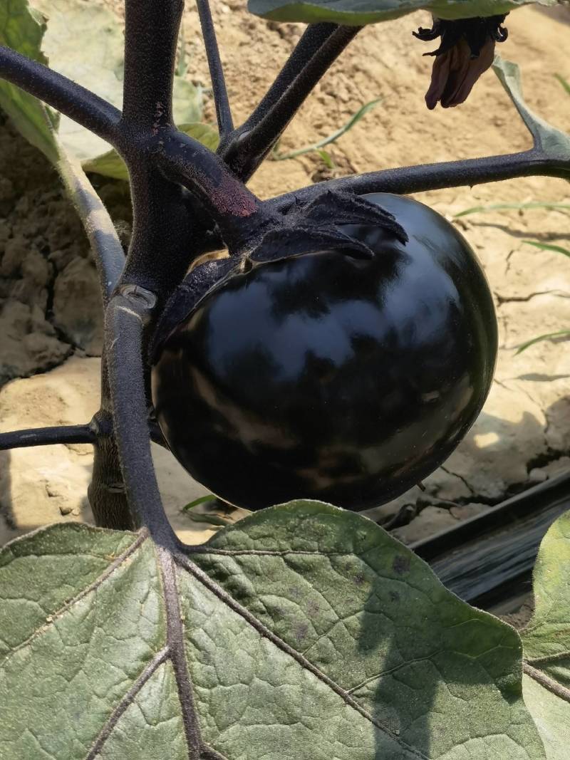 陕西渭南百亩蔬菜基地，批发松花，圆茄，螺丝椒，包菜！